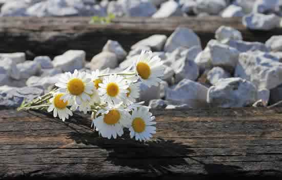 Fiori per celebrazione funerale